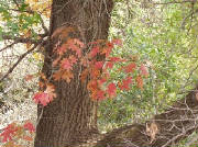 Scenery/Oakleavesfall07Web.jpg