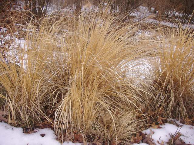 Scenery/Wintershots1.JPG