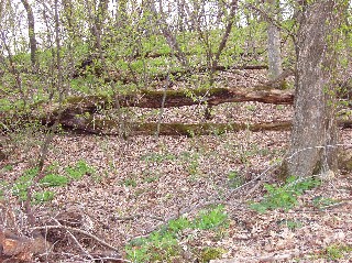 Scenery/springwoodlandviewweb.jpg