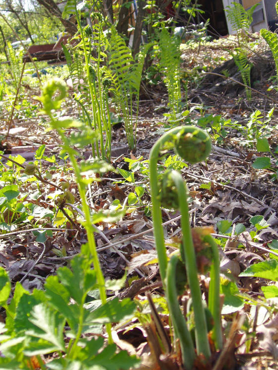 webassets/fiddleheads.JPG